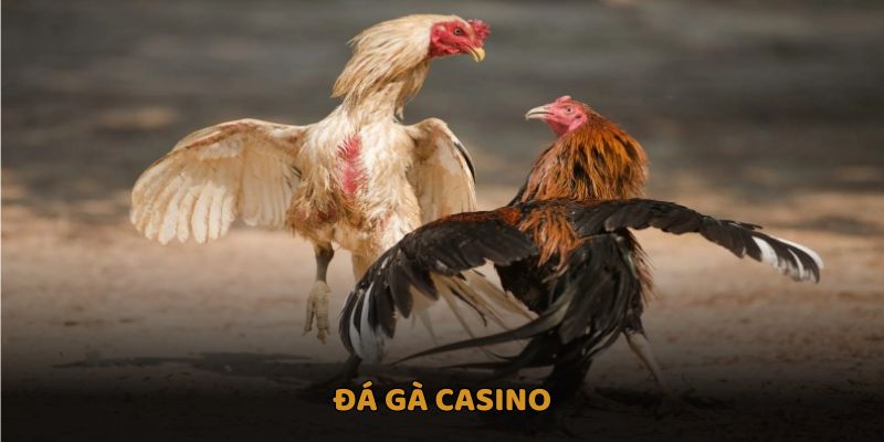 Đá gà casino - Hấp dẫn, gay cấn từng phút giây cùng PG88 9 đá gà casino