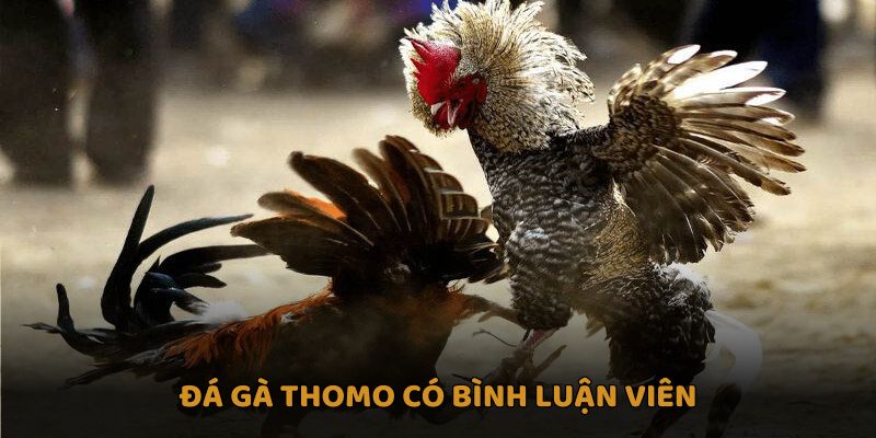 Đá Gà Thomo Có Bình Luận Viên Và Cơ Hội Cược Hấp Dẫn PG88 1 Đá gà Thomo có bình luận viên
