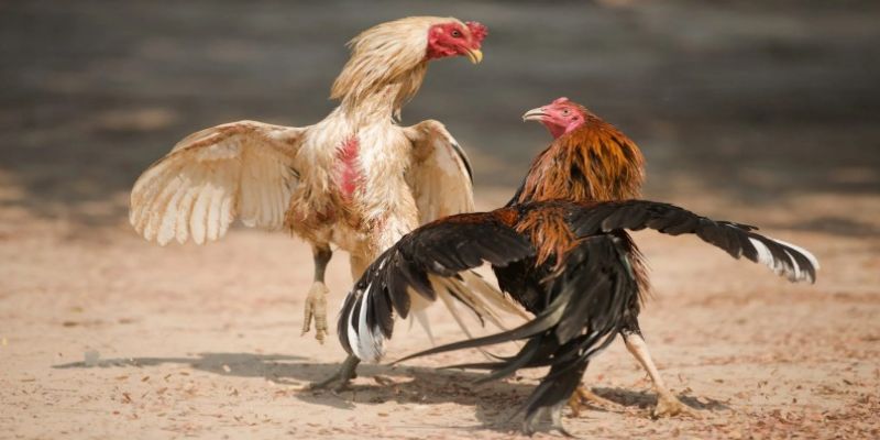 Khám phá đá gà trực tiếp bình luận viên là gì?