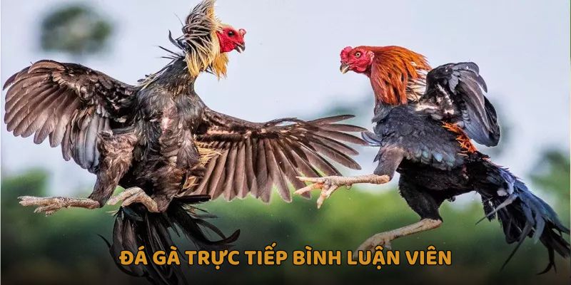 Đá Gà Trực Tiếp Bình Luận Viên Giải Trí Sống Động Tại PG88 8 Đá gà trực tiếp bình luận viên