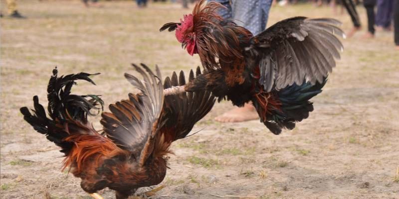 Tìm hiểu về Đá gà trực tuyến là gì?