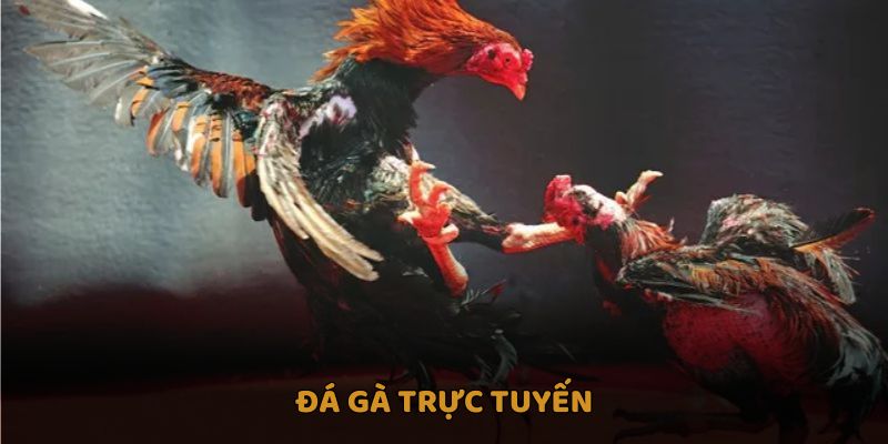 Đá Gà Trực Tuyến: Giải Trí Thời Đại Số Thắng Lớn Tại PG88 10 Đá gà trực tuyến