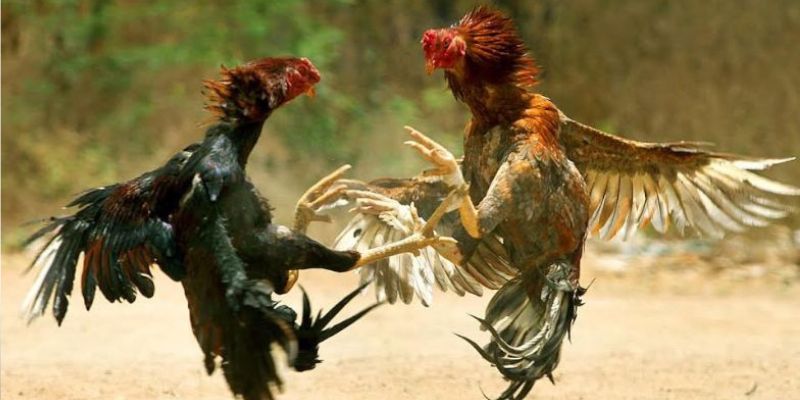 Những kinh nghiệm đá gà casino giúp nâng cao tỷ lệ thắng