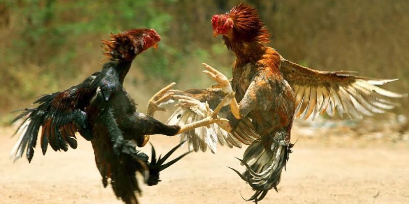 Tổng hợp kinh nghiệm xem và chơi đá gà đòn Thomo online