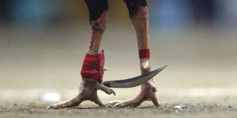 Khám phá mẹo chơi đá gà trực tuyến hiệu quả từ PG88