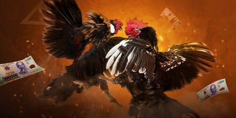 Những tiêu chí lựa chọn kênh đá gà uy tín có bình luận